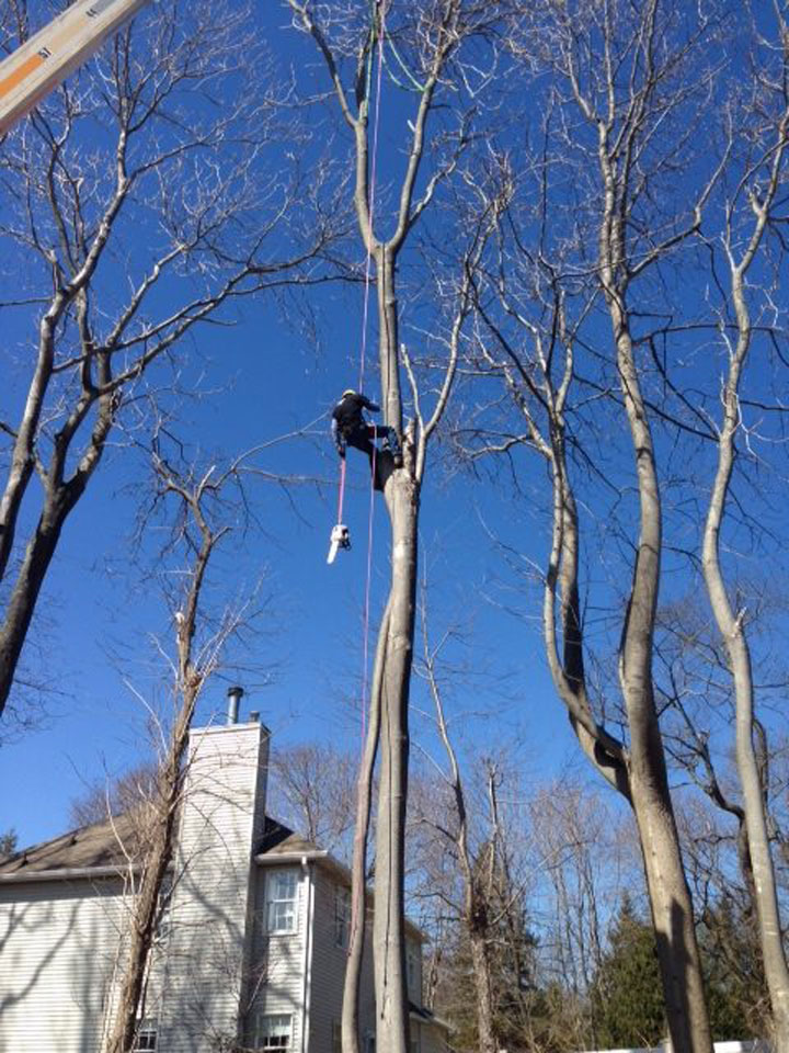 hanging from tree