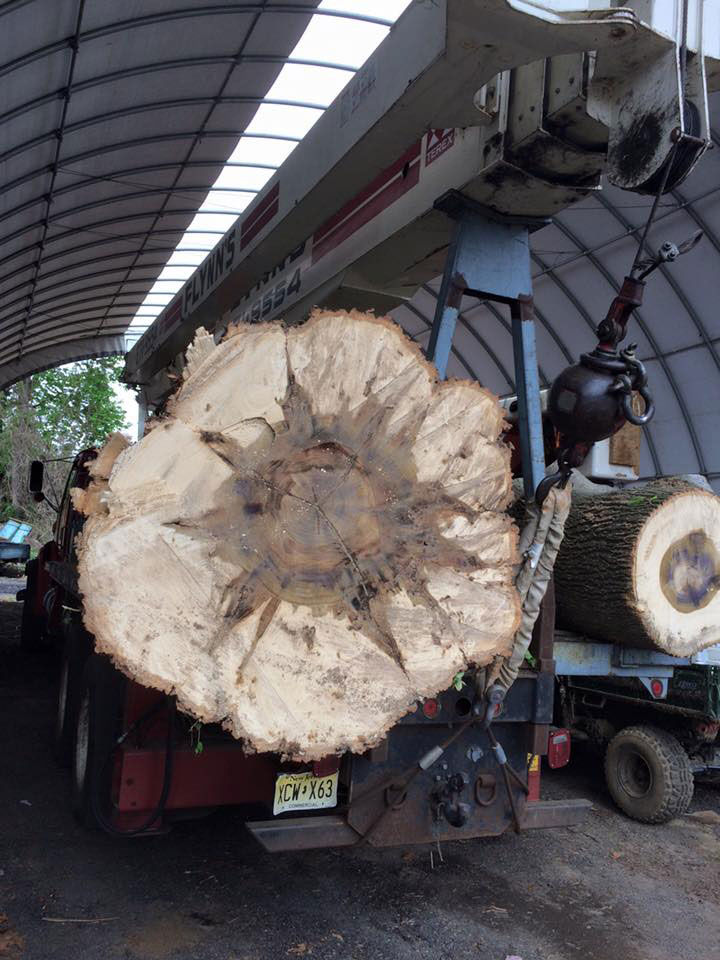 huge tree trunk