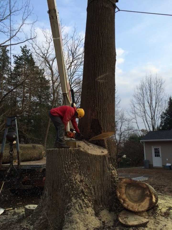 large tree trunk